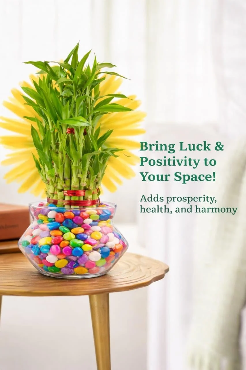 HUB Lucky Bamboo 2-Layer Plant in Glass Pot 4 inch with Colorful Gel Beads | Indoor Table Top Plant for Living Room, Office Desk, Home Decor | Air Purifier & Vastu Feng Shui Plant image 3