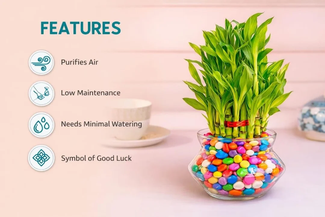 HUB Lucky Bamboo 2-Layer Plant in Glass Pot 4 inch with Colorful Gel Beads | Indoor Table Top Plant for Living Room, Office Desk, Home Decor | Air Purifier & Vastu Feng Shui Plant image 4