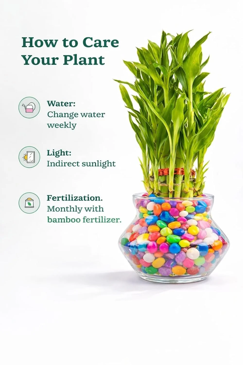 HUB Lucky Bamboo 2-Layer Plant in Glass Pot 4 inch with Colorful Gel Beads | Indoor Table Top Plant for Living Room, Office Desk, Home Decor | Air Purifier & Vastu Feng Shui Plant image 5