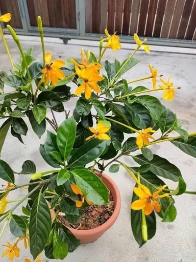 Yellow Gandharaj Gardenia Jasminoides Live Plant Pack of 1 | Fragrant Flowering Tree for Garden Balcony Patio Indoor Outdoor Planting in India thumbnail 1