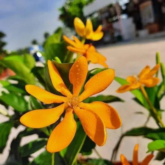 Yellow Gandharaj Gardenia Jasminoides Live Plant Pack of 1 | Fragrant Flowering Tree for Garden Balcony Patio Indoor Outdoor Planting in India image 3