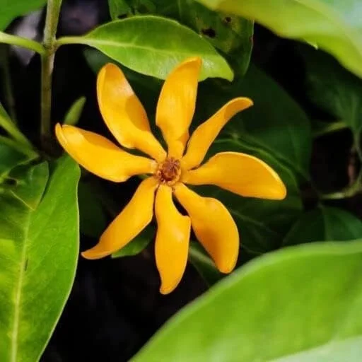 Yellow Gandharaj Gardenia Jasminoides Live Plant Pack of 1 | Fragrant Flowering Tree for Garden Balcony Patio Indoor Outdoor Planting in India image 4