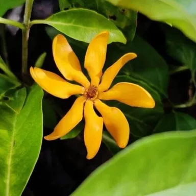 Yellow Gandharaj Gardenia Jasminoides Live Plant Pack of 1 | Fragrant Flowering Tree for Garden Balcony Patio Indoor Outdoor Planting in India thumbnail 3
