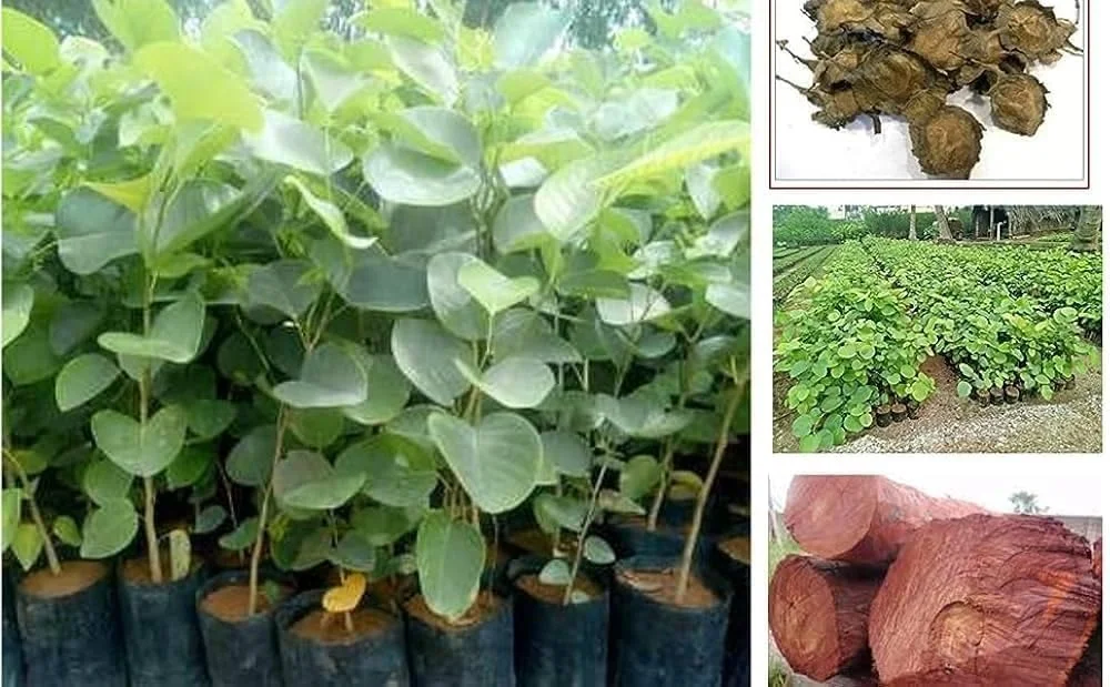 Live Sandalwood Plant Sapling Red Chandan Lal Chandan |Aromatic Indoor Outdoor Garden Tree for Home Balcony Patio Planting in India image 2