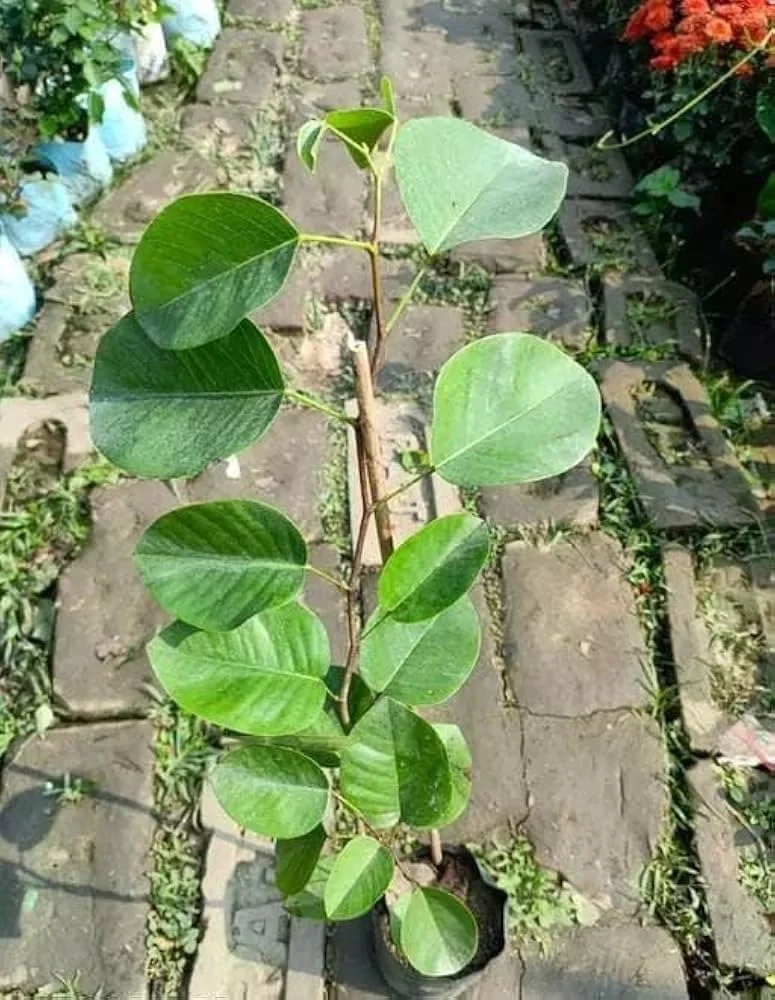 Live Sandalwood Plant Sapling Red Chandan Lal Chandan |Aromatic Indoor Outdoor Garden Tree for Home Balcony Patio Planting in India image 3
