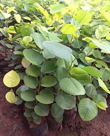 Live Sandalwood Plant Sapling Red Chandan Lal Chandan |Aromatic Indoor Outdoor Garden Tree for Home Balcony Patio Planting in India thumbnail 0