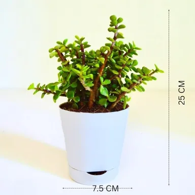 Good Luck Jade Plant Crassula Ovata | Feng Shui Lucky Bonsai with Green Glossy Leaves for Indoor Home Office Decoration | Gift in India thumbnail 1