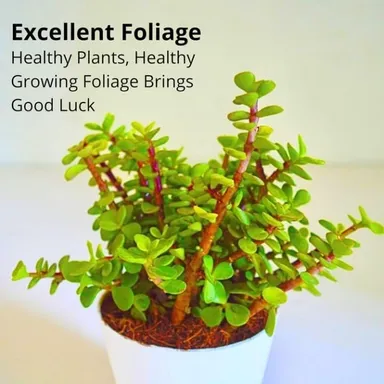 Good Luck Jade Plant Crassula Ovata | Feng Shui Lucky Bonsai with Green Glossy Leaves for Indoor Home Office Decoration | Gift in India thumbnail 2