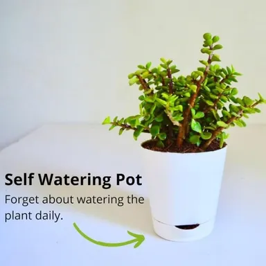 Good Luck Jade Plant Crassula Ovata | Feng Shui Lucky Bonsai with Green Glossy Leaves for Indoor Home Office Decoration | Gift in India thumbnail 3