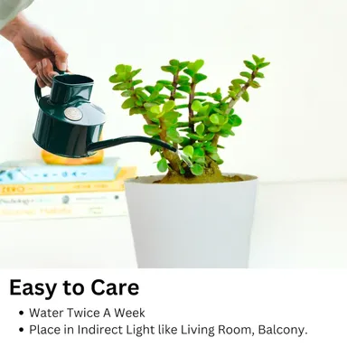 Good Luck Jade Plant Crassula Ovata | Feng Shui Lucky Bonsai with Green Glossy Leaves for Indoor Home Office Decoration | Gift in India thumbnail 4