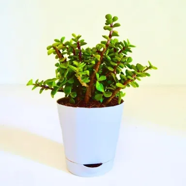 Good Luck Jade Plant Crassula Ovata | Feng Shui Lucky Bonsai with Green Glossy Leaves for Indoor Home Office Decoration | Gift in India thumbnail 0