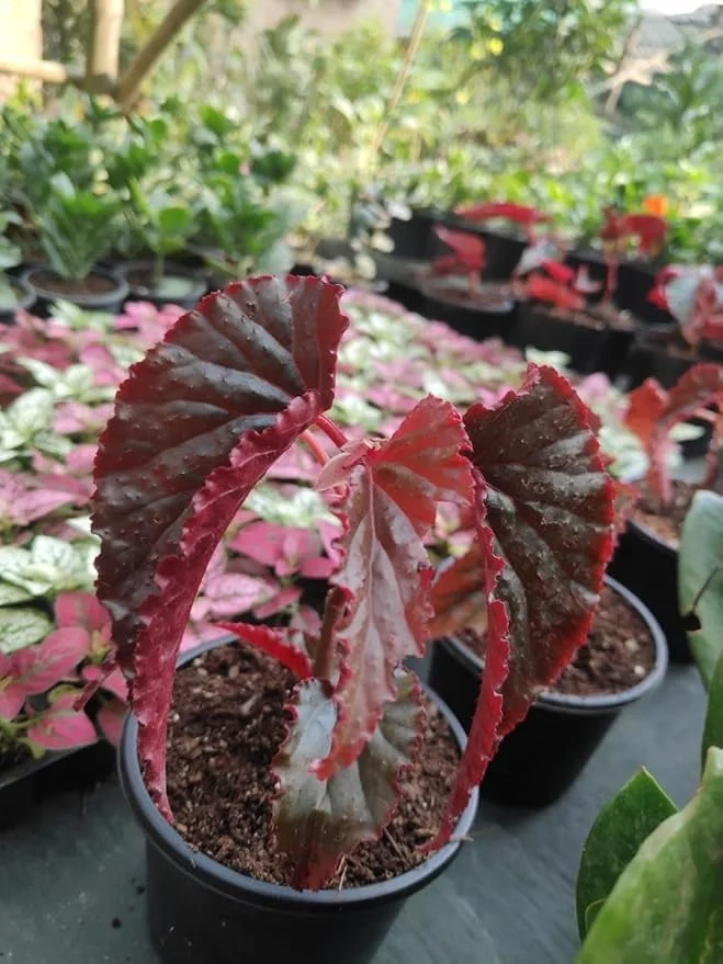 Red Angel Wing Begonia Live Plant |Flowery Foliage Ornamental Flowering Plant for Indoor Balcony Patio Garden Decoration in India image 2