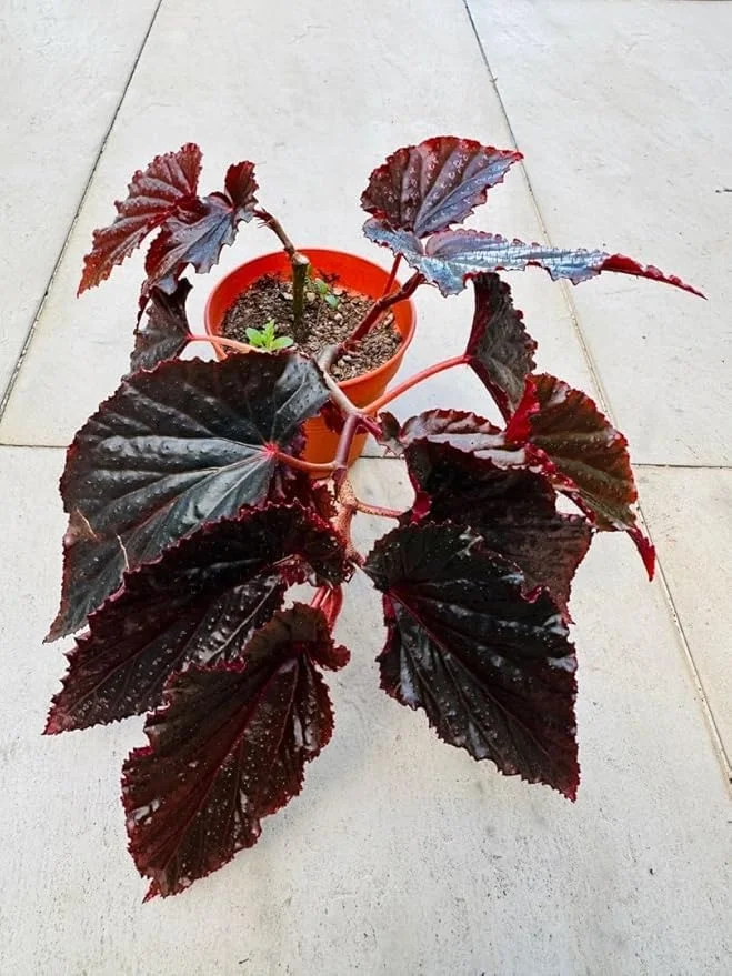 Red Angel Wing Begonia Live Plant |Flowery Foliage Ornamental Flowering Plant for Indoor Balcony Patio Garden Decoration in India image 3