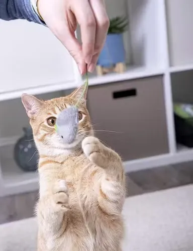 KYC Cat Mouse Toy Stuffed 3PCS Biteproof Catnip Interactive Plush Mouse Toy for Kittens Cats Chewing Biting Hunting Chasing Exercise Stress Relief Indoor Play Training Toy Combo Pack of 3 Soft Durable Pet Enrichment Toys for Small Cats and Kittens India thumbnail 2