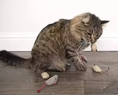 KYC Cat Mouse Toy Stuffed 3PCS Biteproof Catnip Interactive Plush Mouse Toy for Kittens Cats Chewing Biting Hunting Chasing Exercise Stress Relief Indoor Play Training Toy Combo Pack of 3 Soft Durable Pet Enrichment Toys for Small Cats and Kittens India thumbnail 3