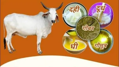 Shree Kamdhenu Amritam Panchgavya Ghritham Ayurvedic Cow Ghee 200g Glass Jar | Traditional Panchagavya Ghrita with Indigenous Cow Ingredients for Brain Wellness Neurological Support Memory Care Vedic Ayurveda Health Supplement thumbnail 1
