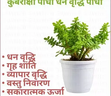 Plant Live Dhankuber Money Plant Kuberkashi Lucky Vastu Indoor Home Decor Plant thumbnail 2