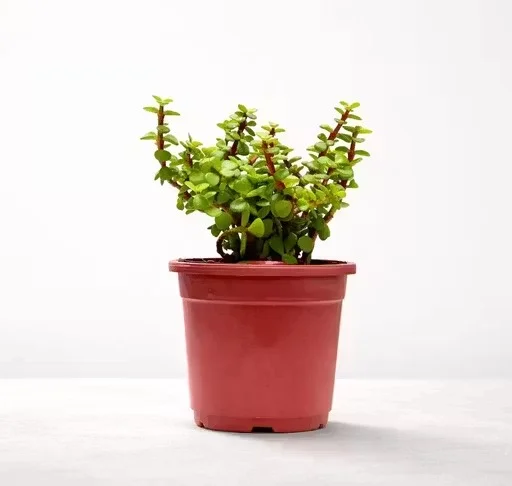 Plant Live Dhankuber Money Plant Kuberkashi Lucky Vastu Indoor Home Decor Plant image 4