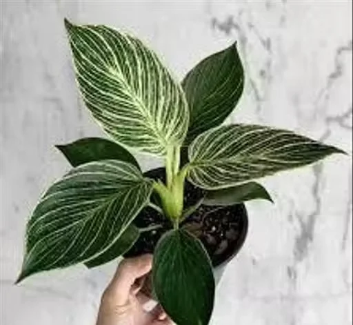 Philodendron Birkin Live Indoor Plant with Black Nursery Pot | Air Purifying Ornamental House Plant | Easy Care Home Decor Plant (Pack of 1) image 2