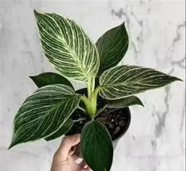 Philodendron Birkin Live Indoor Plant with Black Nursery Pot | Air Purifying Ornamental House Plant | Easy Care Home Decor Plant (Pack of 1) thumbnail 1