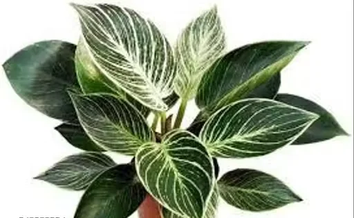 Philodendron Birkin Live Indoor Plant with Black Nursery Pot | Air Purifying Ornamental House Plant | Easy Care Home Decor Plant (Pack of 1) image 3
