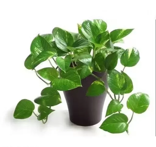 Green Money Plant (Pothos | Epipremnum Aureum) Indoor Air Purifying Plant with Black Pot – Pack of 1 image 2