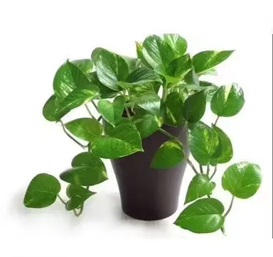 Green Money Plant (Pothos | Epipremnum Aureum) Indoor Air Purifying Plant with Black Pot – Pack of 1 thumbnail 1