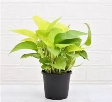 Green Money Plant (Pothos | Epipremnum Aureum) Indoor Air Purifying Plant with Black Pot – Pack of 1 thumbnail 2