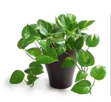 Green Money Plant (Pothos | Epipremnum Aureum) Indoor Air Purifying Plant with Black Pot – Pack of 1 thumbnail 3