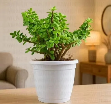 Jade Plant Combo with Self Watering Pot Live Indoor Outdoor Plant thumbnail 1