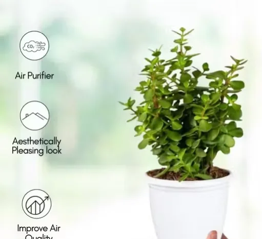 Jade Plant Combo with Self Watering Pot Live Indoor Outdoor Plant image 3
