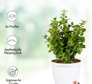 Jade Plant Combo with Self Watering Pot Live Indoor Outdoor Plant thumbnail 2