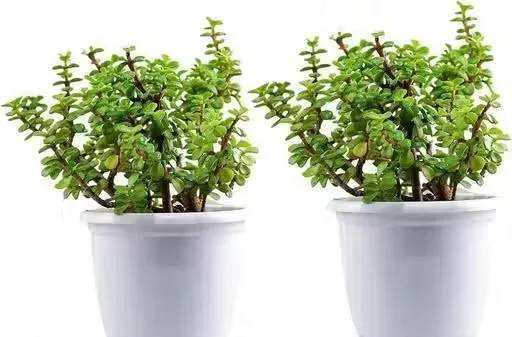 Jade Plant Combo with Self Watering Pot Live Indoor Outdoor Plant image 4