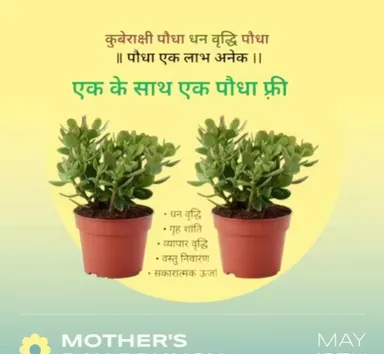 Dhankuber Jade Plants Pack of 2 in Brown Pot | Indoor Air Purifying Lucky Plant thumbnail 1