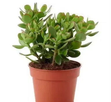 Dhankuber Jade Plants Pack of 2 in Brown Pot | Indoor Air Purifying Lucky Plant thumbnail 2