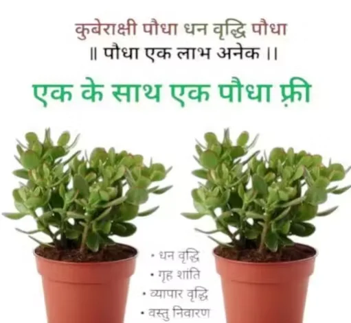 Dhankuber Jade Plants Pack of 2 in Brown Pot | Indoor Air Purifying Lucky Plant image 4
