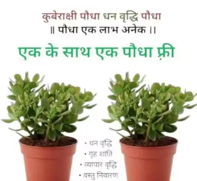 Dhankuber Jade Plants Pack of 2 in Brown Pot | Indoor Air Purifying Lucky Plant thumbnail 3