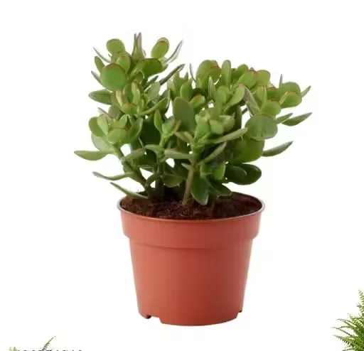 Jade Live Plants Dhankuber Crassula Plant Combo for Home Office Decor & Gifting image 2