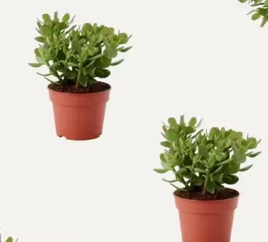 Jade Live Plants Dhankuber Crassula Plant Combo for Home Office Decor & Gifting thumbnail 2
