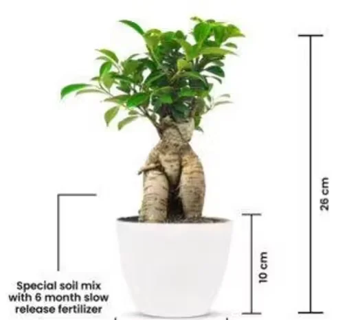 Live Ficus Bonsai Plant for Indoor & Outdoor Home Office Decor image 2