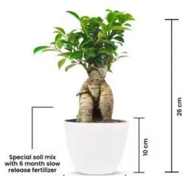 Live Ficus Bonsai Plant for Indoor & Outdoor Home Office Decor thumbnail 1