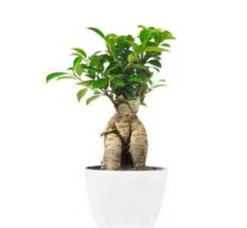 Live Ficus Bonsai Plant for Indoor & Outdoor Home Office Decor image 3