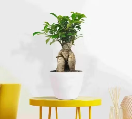 Live Ficus Bonsai Plant for Indoor & Outdoor Home Office Decor image 4