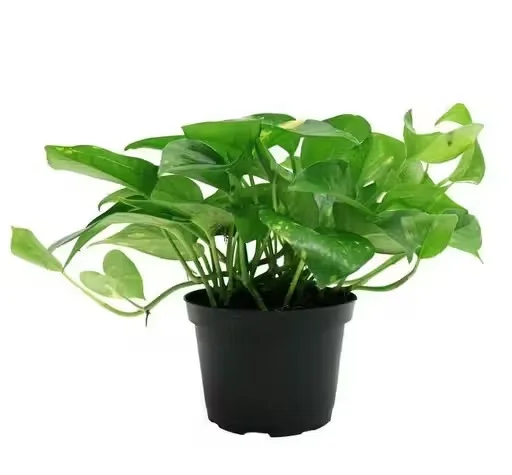 2 Best Air Purifier Green Money Plant Variety Pack in 4 Inch Pot for Home & Garden image 2