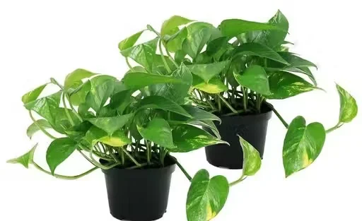 2 Best Air Purifier Green Money Plant Variety Pack in 4 Inch Pot for Home & Garden image 3