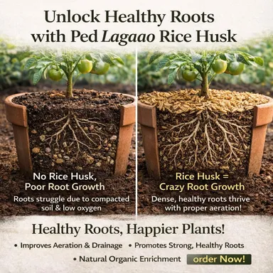 Ped Lagaao Rice Husk for Plants 250g | Natural Soil Conditioner for Pots, Grow Bags & Gardening | Improves Soil Drainage, Aeration & Root Growth | Organic Growing thumbnail 2