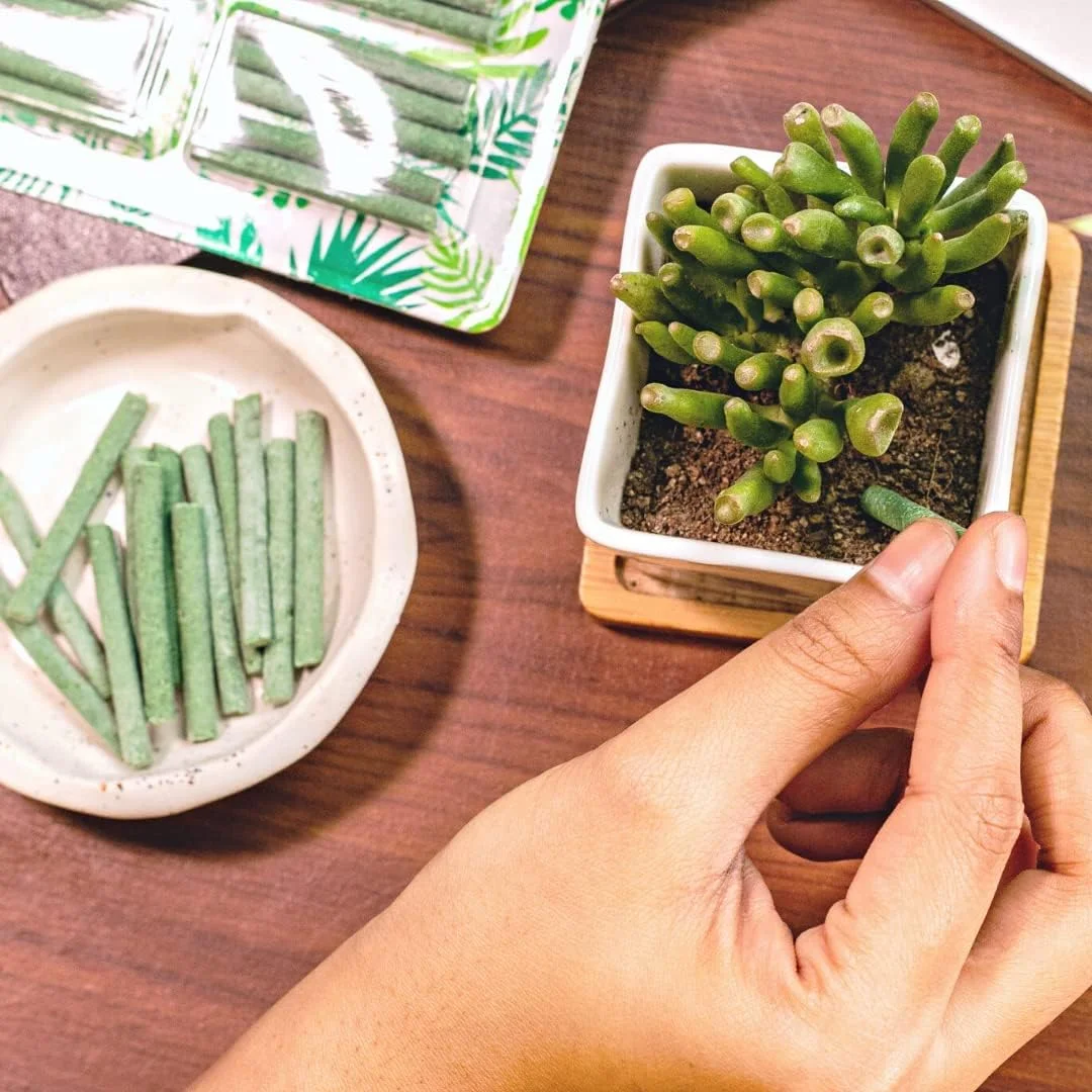 Plant Food Fertilizer Sticks for Indoor & Outdoor Plants |50 Nutrient-Rich Growth Booster Sticks image 4