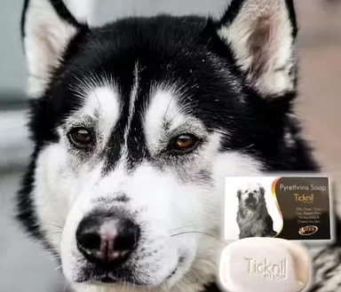 Dog Anti Tick & Anti Itch Soap with Neem & Aloe Vera | 4 x 75g thumbnail 3