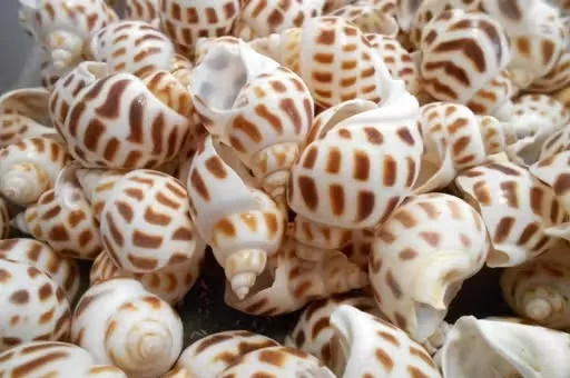 Marine gastropod mollusks are easily recognizable by their distinctive pattern of brown, square-shaped spots or markings set against a creamy white shell. image 4