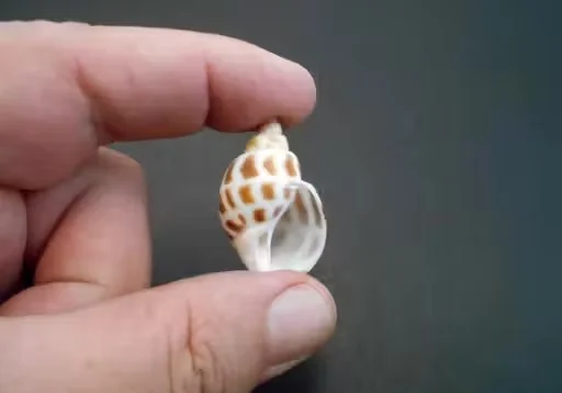 Marine gastropod mollusks are easily recognizable by their distinctive pattern of brown, square-shaped spots or markings set against a creamy white shell. image 2